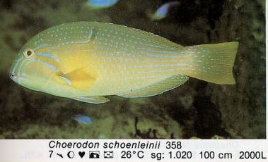 Choerodon schoenleinii